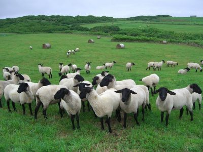 北海道羽幌町にある羊の牧場と豊かな田舎の風景
