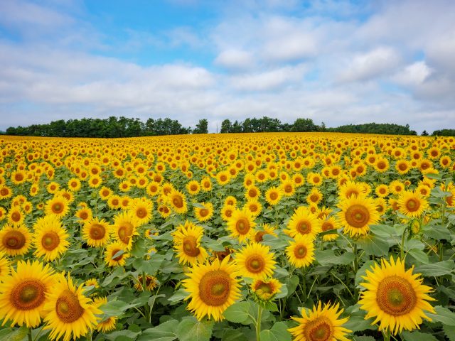 北海道北竜町で有名なひまわり畑