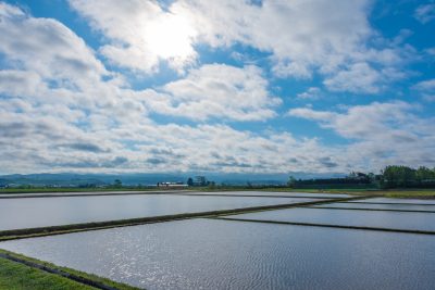 北海道栗山町の初夏の水田と田舎の風景