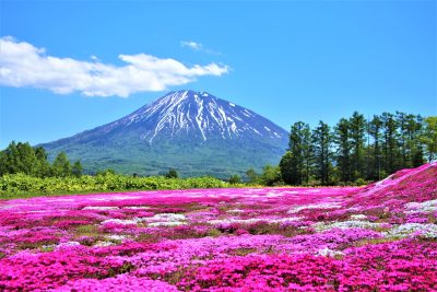 北海道俱知安町の羊蹄山と有名な観光スポット芝桜の眺め