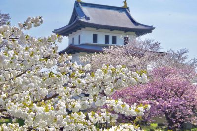 北海道松前町にある松前城と桜