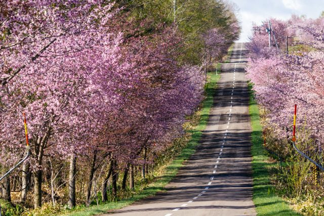 北海道中札内村の有名な桜の景色と田舎の道