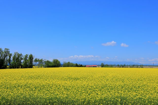 北海道南幌町の春に見られる菜の花畑