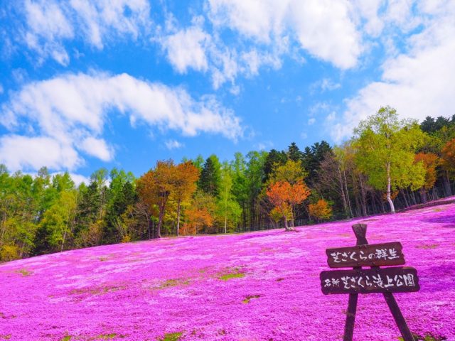 北海道滝上町にある滝上公園の有名な芝桜