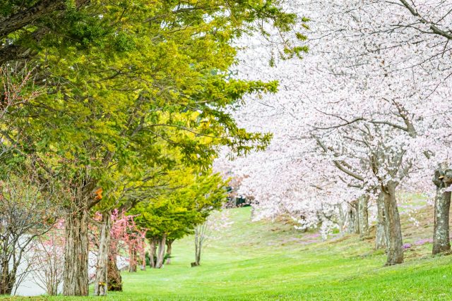 北海道津別町の有名な桜の景色