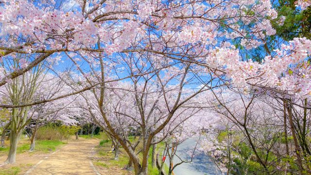 兵庫県稲美町のさくらの森公園の小川と桜並木