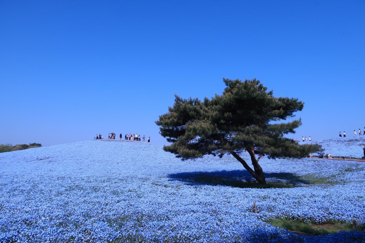 茨城県ひたちなか市の国営ひたち海浜公園のネモフィラ