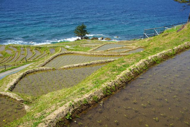 石川県輪島市の田植えの終わった能登白米千枚田の風景