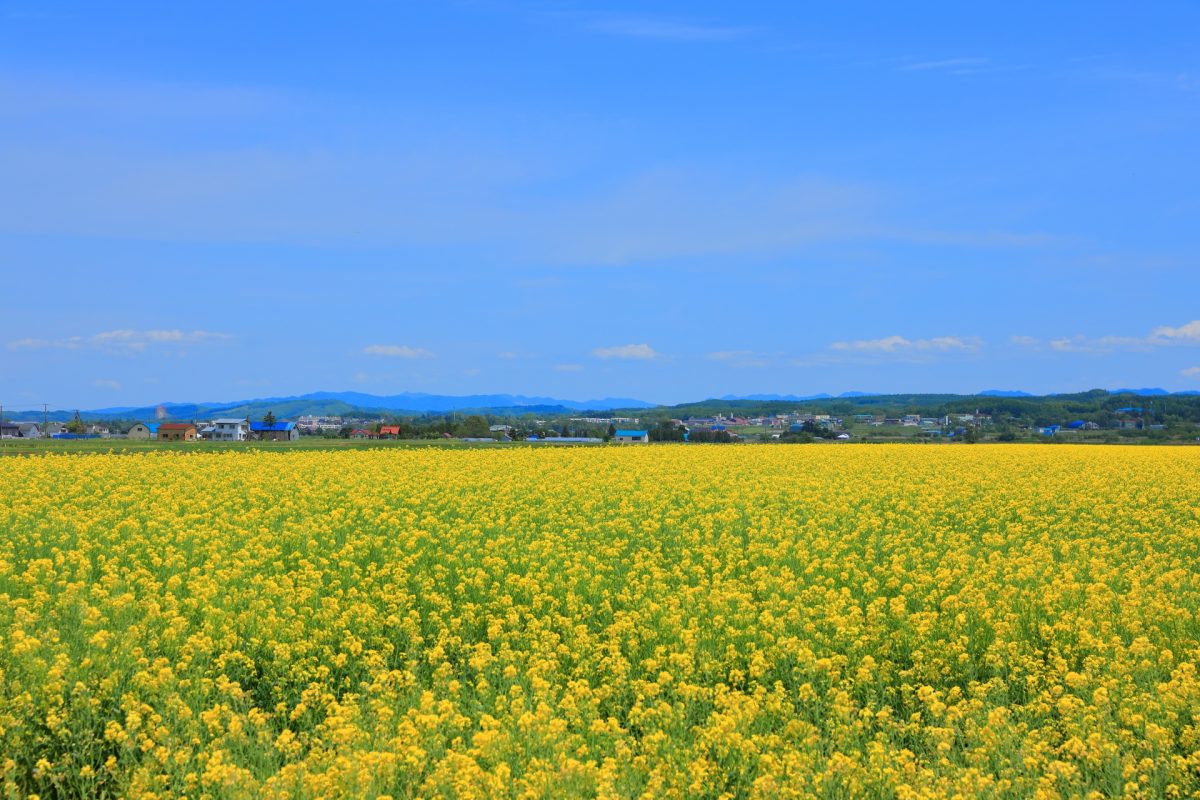 岩見沢市にある菜の花畑