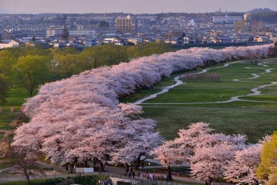 岩手県北上市の有名な桜が見られる北上展勝地