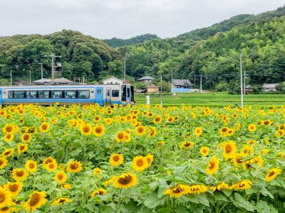 香川県まんのう町のひまわり畑を走る特急電車と町並み