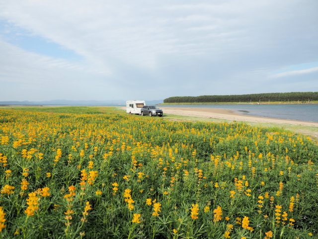 鹿児島県東串良町の柏原海岸と浜辺と菜の花の風景