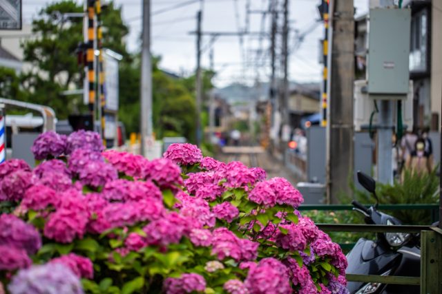 神奈川県鎌倉市の江ノ電沿いのアジサイと風景