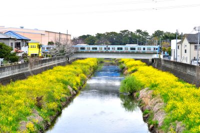 神奈川県寒川町を走る相模線の電車と菜の花の風景（目黒尻川）