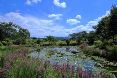 高知県三原村の星ヶ丘公園の豊かな花々と風景