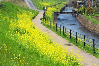 熊本県甲佐町の菜の花と春の小川の町並み