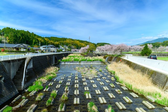 熊本県西原村の河川と桜並木