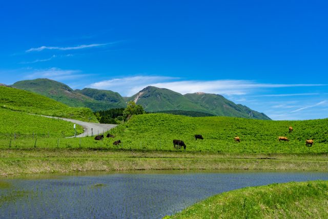 熊本県産山村のローカルな町並みと牛のいる牧場