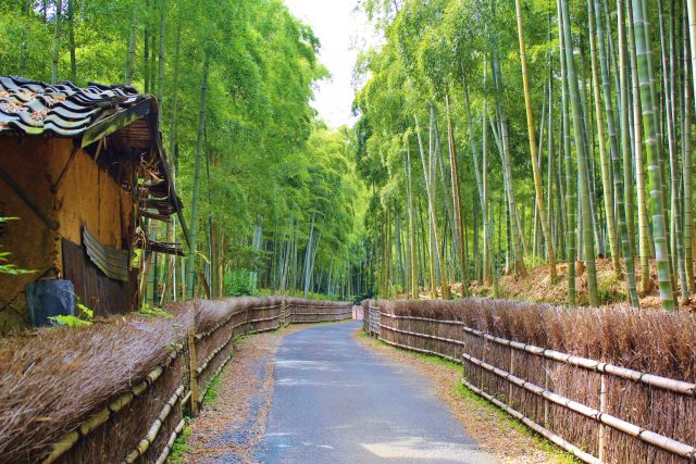 京都府向日市の街並み(京都の竹林　向日市　竹の径)