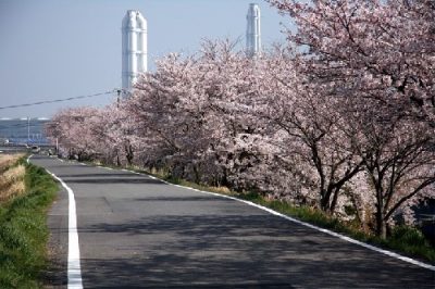 三重県川越町の朝明川堤防の桜並木