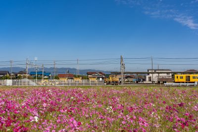 三重県東員町の東員駅コスモス畑と黄色い電車と町並み