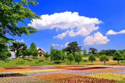 宮城県加美町にあるやくらいガーデンのカラフルな花畑
