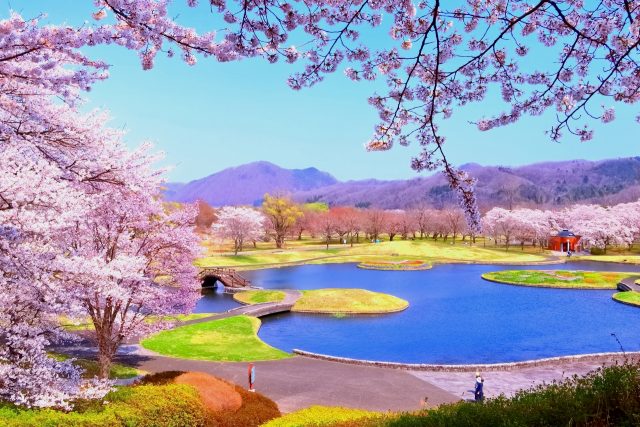 宮城県川崎町の国営みちのく杜の湖畔公園内の桜
