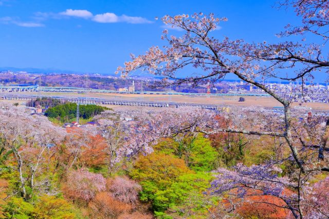 高森山から眺める宮城県利府町の街並みと桜