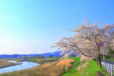 宮城県涌谷町を流れる江合川と満開のソメイヨシノと田舎の風景