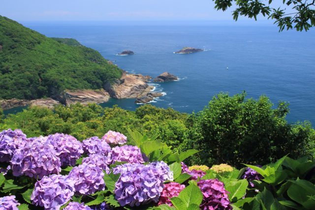 宮崎県門川町の海岸線沿いと海とアジサイ