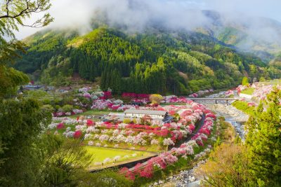 長野県阿智村の桃の花と里山の風景