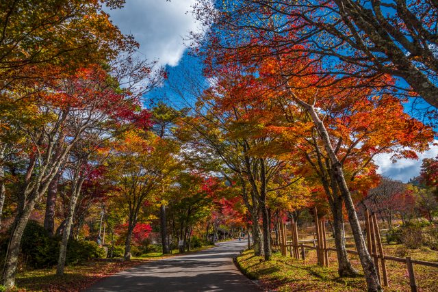 長野県平谷村の紅葉の風景