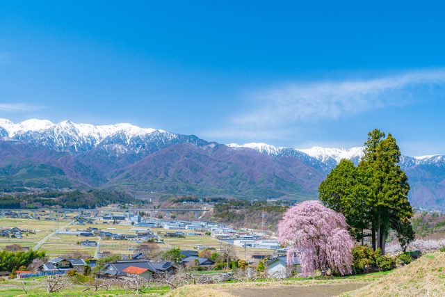 長野県駒ヶ根市の枝垂れ桜と田舎の町並み