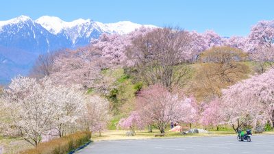 長野県中川村にある大草城址公園の桜と田舎の風景