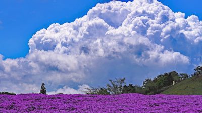 長野県根羽村の茶臼山の芝桜と田舎の風景