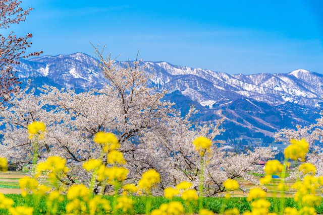 長野県小布施町にある千曲川近くの桜の木と菜の花