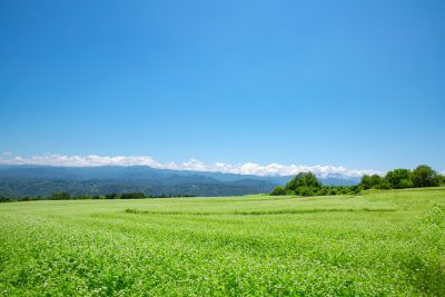 長野県下條村のそば畑と田舎の風景