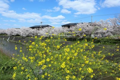 奈良県上牧町の小川と桜と菜の花のある町並み