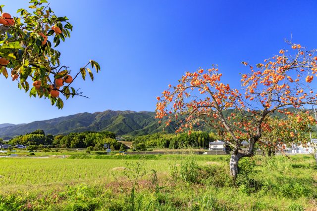 奈良県葛城市の葛城山と柿の木の田舎の風景