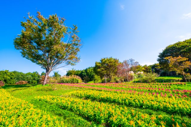 奈良県河合町にある馬見丘陵公園の花畑の眺め