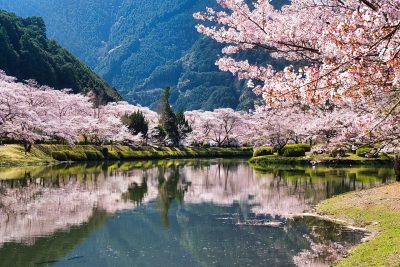 奈良県下北山村の下北山スポーツ公園と桜並木