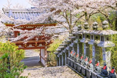 奈良県高取町にある壺阪寺の豊かな桜と町並み