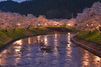 奈良県宇陀市の宇陀川夜桜祭りと町並み