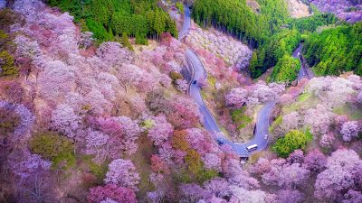奈良県吉野町の世界遺産 奈良県の吉野山の千本桜