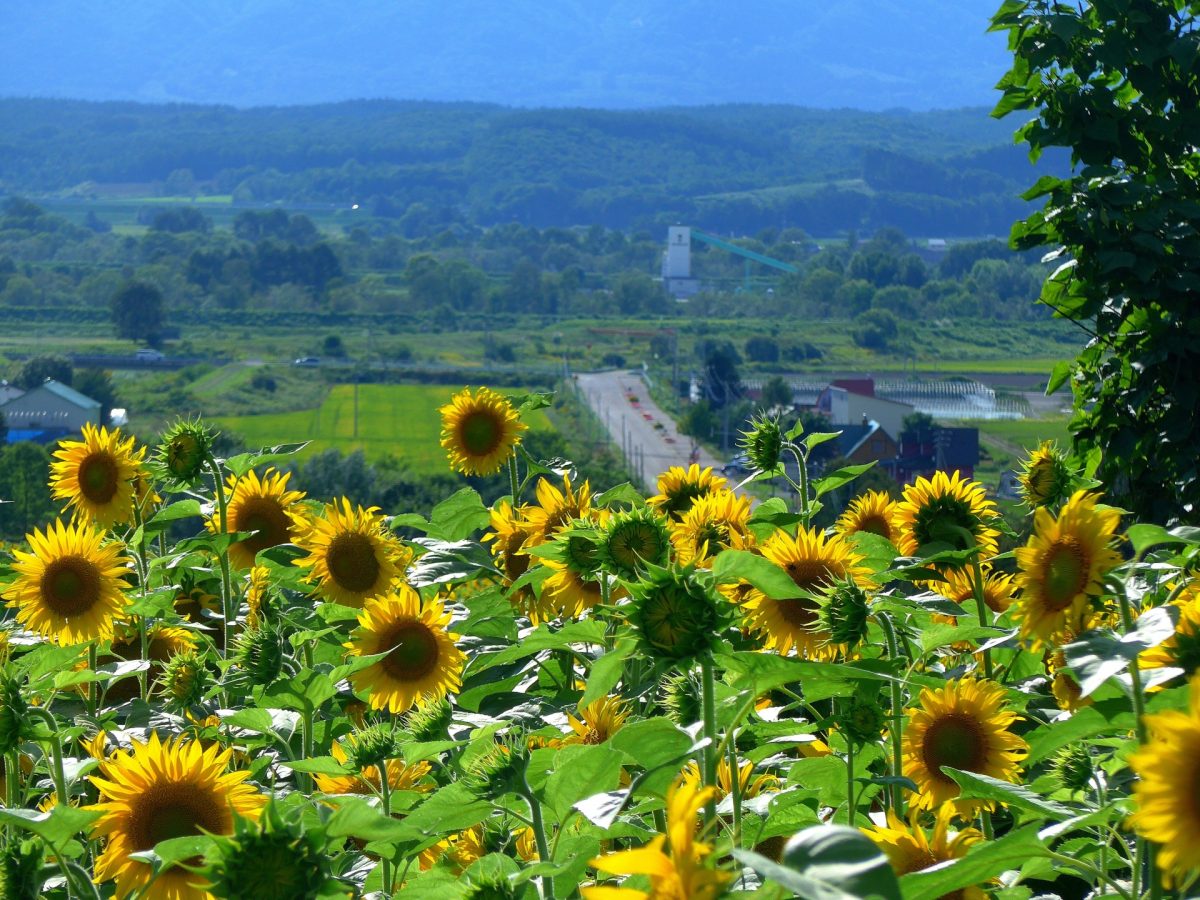 名寄市のひまわり畑の景色