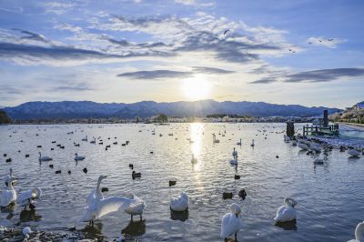 新潟県阿賀野市の瓢湖と白鳥と田舎の風景