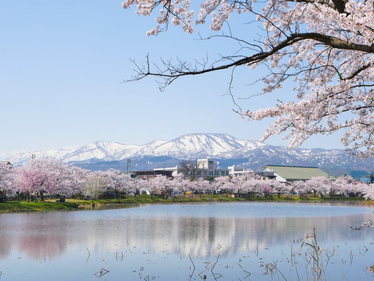 新潟県上越市の高田城址公園からの町の眺め
