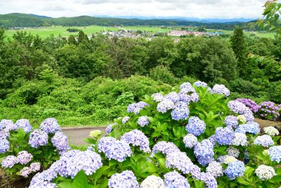 新潟県見附市にある水道公園のあじさいと町並み