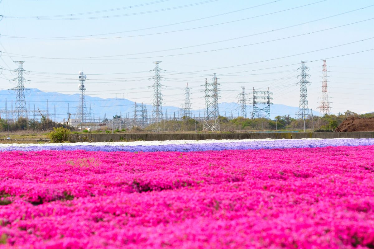 新潟県聖籠町の芝桜とのどかな田舎の風景