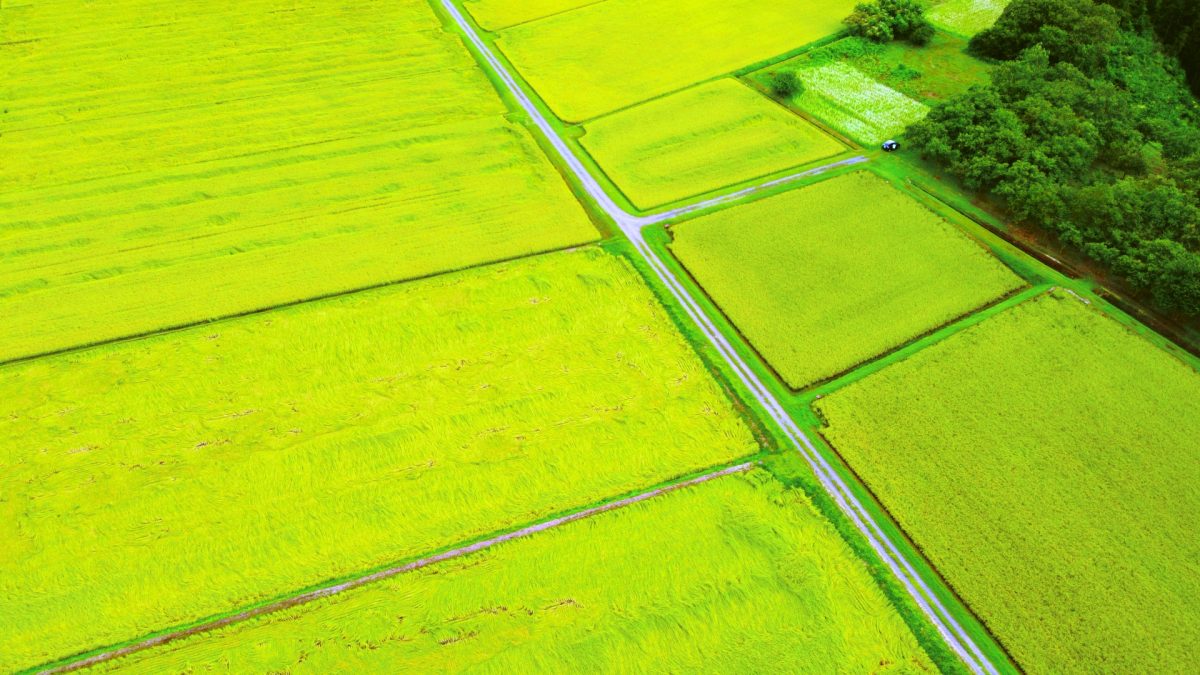 新潟県胎内市の水田の風景